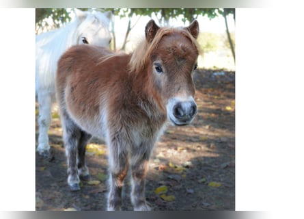 Minishetlandsponny, Hingst, Föl (06/2023), 78 cm, fux