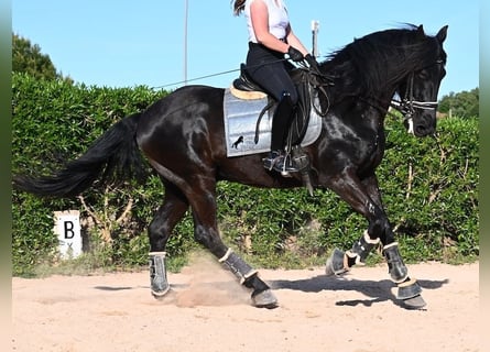 Minorchino, Castrone, 17 Anni, 165 cm, Morello