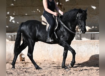 Minorchino, Castrone, 9 Anni, 159 cm, Morello
