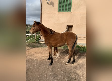 Minorchino Mix, Giumenta, 1 Anno, Baio ciliegia