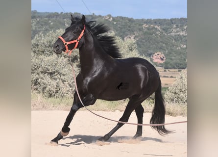 Minorchino, Giumenta, 3 Anni, 159 cm, Morello