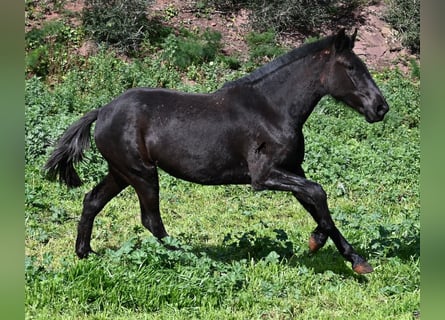 Minorchino, Giumenta, 3 Anni, 163 cm, Morello