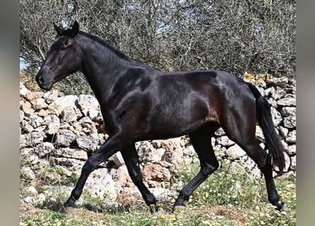 Minorchino, Giumenta, 3 Anni, 166 cm, Morello