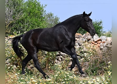 Minorchino, Giumenta, 3 Anni, 166 cm, Morello