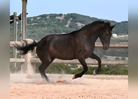 Minorchino, Giumenta, 3 Anni, 166 cm, Morello