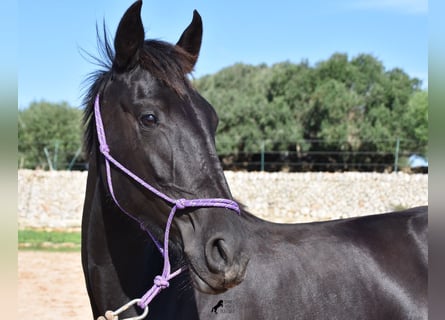 Minorchino, Giumenta, 4 Anni, 152 cm, Morello