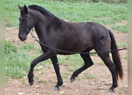 Minorchino, Giumenta, 5 Anni, 154 cm, Morello