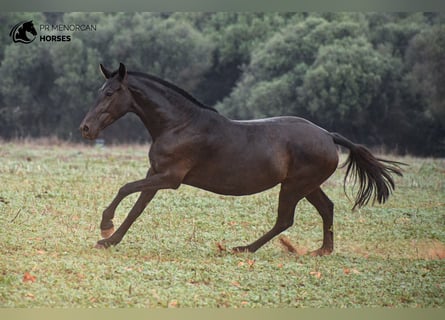 Minorchino, Giumenta, 7 Anni, 151 cm, Morello