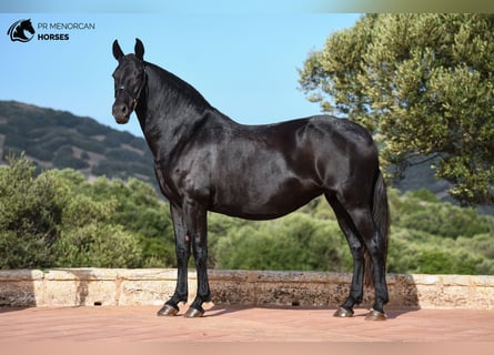 Minorchino, Giumenta, 9 Anni, 157 cm, Morello