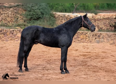 Minorchino, Stallone, 12 Anni, 162 cm, Morello