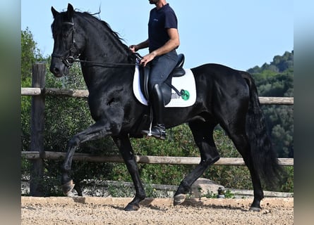 Minorchino, Stallone, 15 Anni, 155 cm, Morello