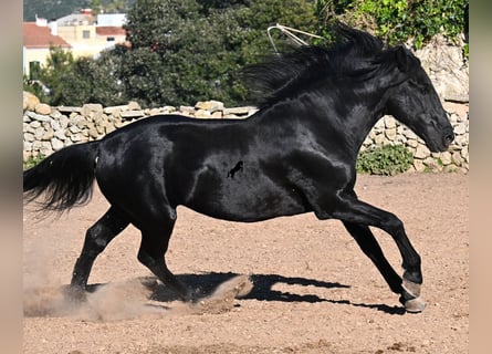 Minorchino, Stallone, 15 Anni, 160 cm, Morello