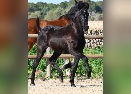 Minorchino, Stallone, 1 Anno, 163 cm, Morello
