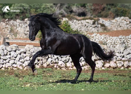 Minorchino, Stallone, 5 Anni, 155 cm, Morello