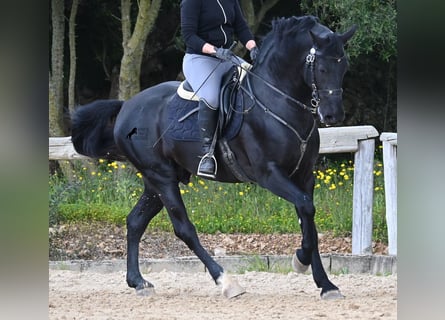 Minorchino, Stallone, 5 Anni, 160 cm, Morello