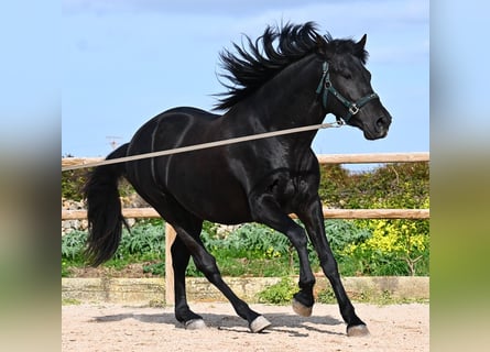 Minorchino, Stallone, 5 Anni, 162 cm