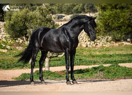 Minorchino, Stallone, 5 Anni, 162 cm, Morello