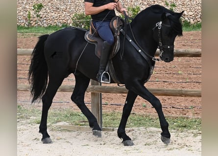 Minorchino, Stallone, 5 Anni, 164 cm, Morello