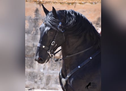 Minorchino, Stallone, 6 Anni, 168 cm, Morello