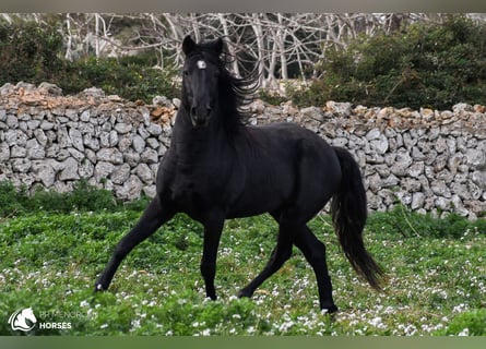 Minorquin, Étalon, 11 Ans, 159 cm, Noir