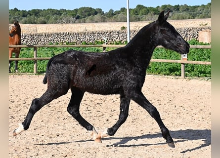 Minorquin, Étalon, 1 Année, 160 cm, Noir