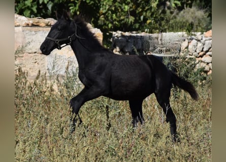 Minorquin, Étalon, 1 Année, 162 cm, Noir