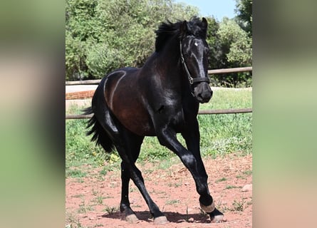 Minorquin, Étalon, 2 Ans, 159 cm, Noir