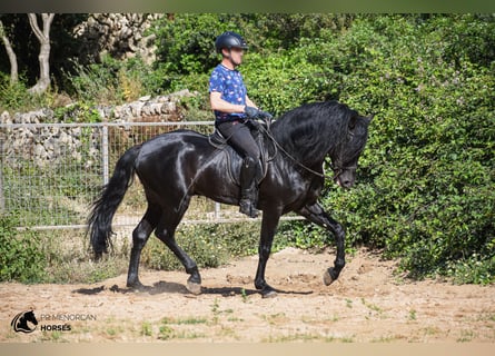 Minorquin, Étalon, 7 Ans, 160 cm, Noir
