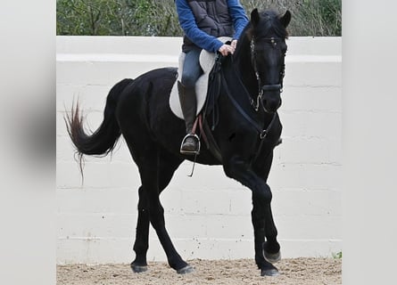 Minorquin, Hongre, 9 Ans, 165 cm, Noir