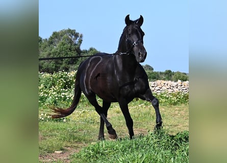 Minorquin, Jument, 17 Ans, 154 cm, Noir