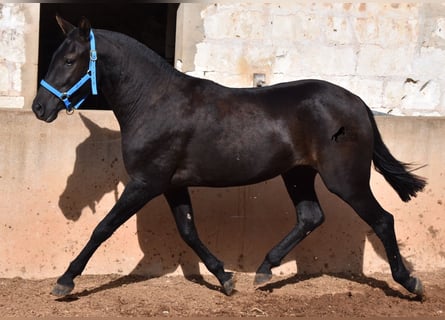 Minorquin, Jument, 3 Ans, 155 cm, Noir