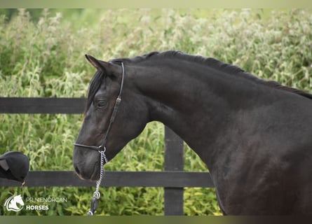Minorquin, Jument, 3 Ans, 156 cm, Noir