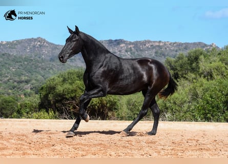 Minorquin, Jument, 3 Ans, 160 cm, Noir