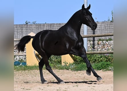 Minorquin, Jument, 3 Ans, 160 cm, Noir