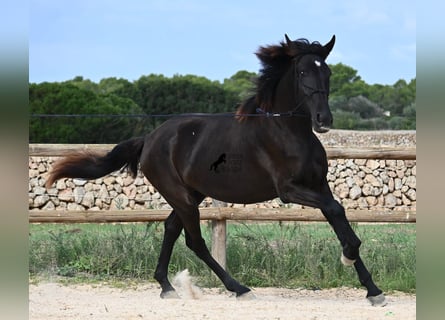 Minorquin, Jument, 3 Ans, 162 cm, Noir