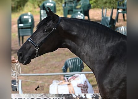 Minorquin, Jument, 3 Ans, 165 cm, Noir