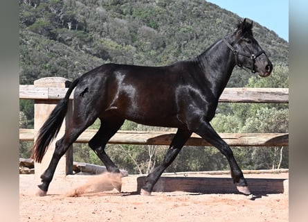 Minorquin, Jument, 3 Ans, 167 cm, Noir