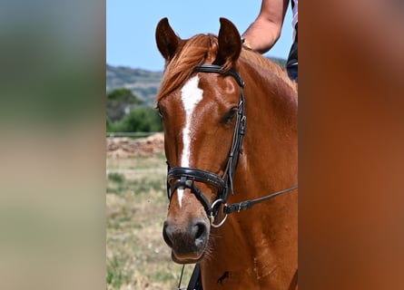 Minorquin, Jument, 4 Ans, 155 cm, Alezan