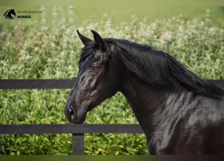 Minorquin, Jument, 4 Ans, 159 cm, Noir