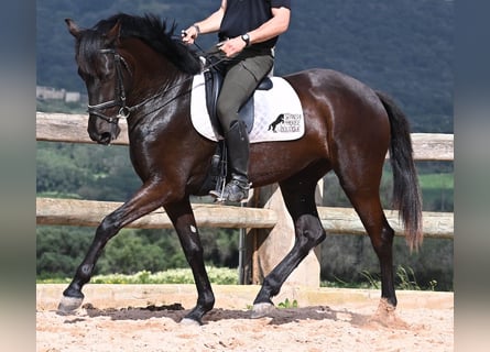 Minorquin, Jument, 4 Ans, 165 cm, Noir