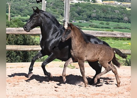 Minorquin, Jument, 7 Ans, 153 cm, Noir