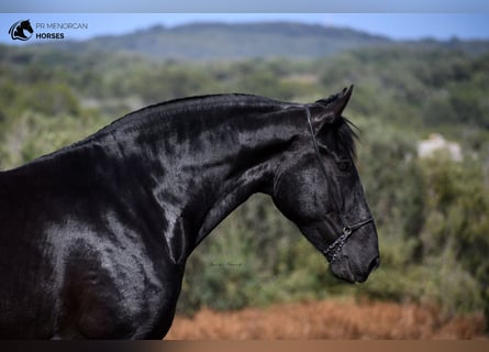 Minorquin, Jument, 7 Ans, 168 cm, Noir
