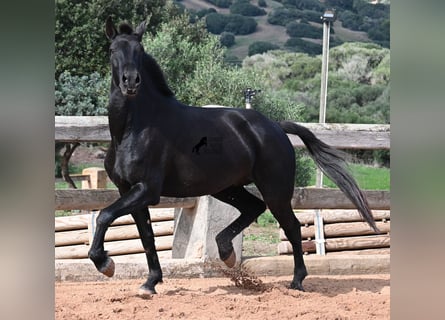 Minorquin, Jument, 9 Ans, 160 cm, Noir