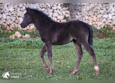 Minorquin Croisé, Jument, , 158 cm, Noir