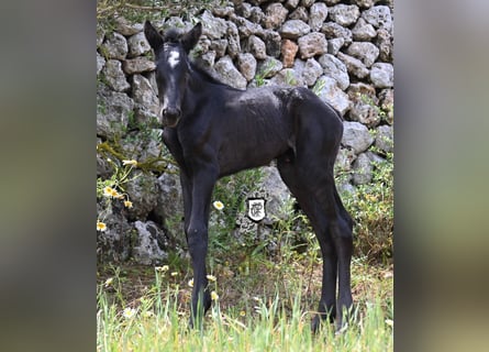 Minorquin, Jument, , 165 cm, Noir