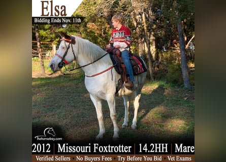 Missouri Fox Trotter Mix, Klacz, 14 lat, 147 cm, Biała