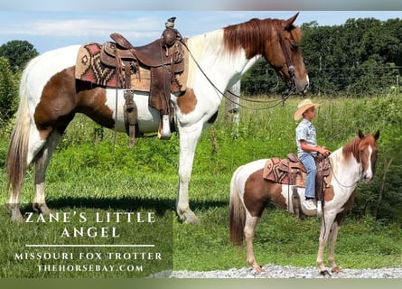Missouri Fox Trotter, Klacz, 14 lat, 152 cm, Tobiano wszelkich maści