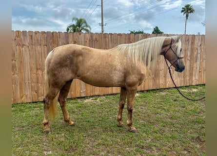 Missouri Fox Trotter, Klacz, 15 lat, 152 cm, Izabelowata