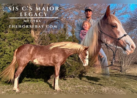Missouri Fox Trotter, Klacz, 4 lat, 155 cm, Sabino