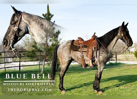 Missouri Fox Trotter, Klacz, 7 lat, 150 cm, Karodereszowata
